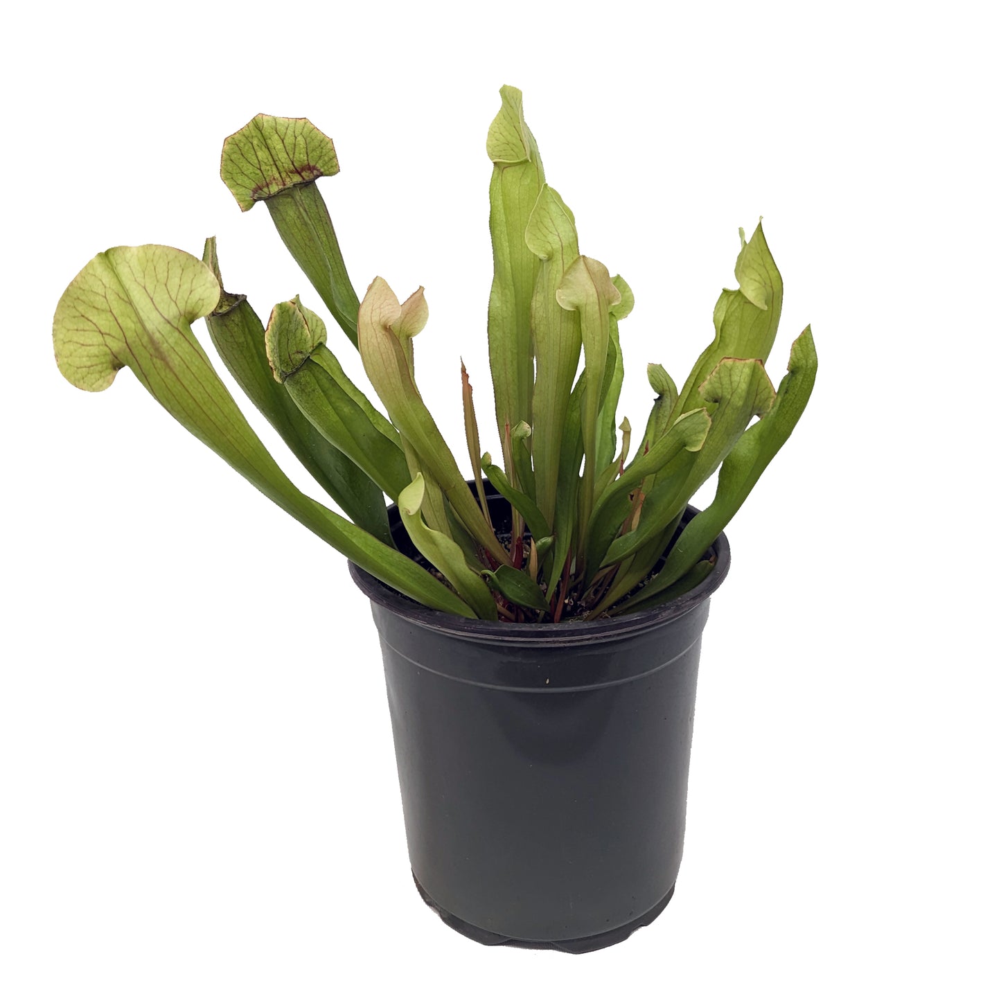 Outdoor Beginner Carnivorous Plant Collection - FREE SHIPPING