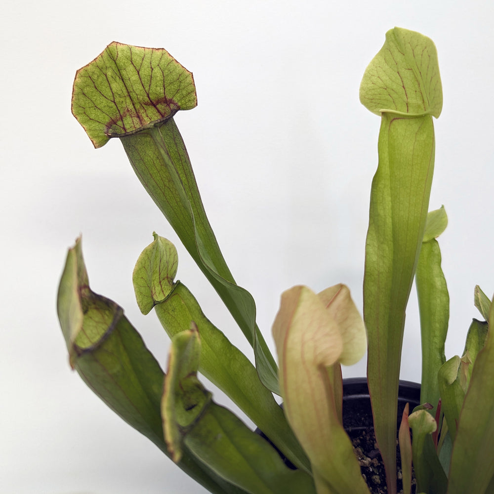 
                      
                        Sarracenia 'Meerkat Mob'
                      
                    