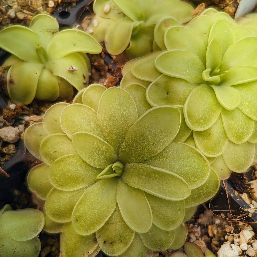 Pinguicula 'Golden Eye' mexican butterwort, Butterwort, carnivorous plant, gnat eating plant, beginner plant, fungus gnat eating plant, easy to grow, ping, Mexican butterwort, ping plant.