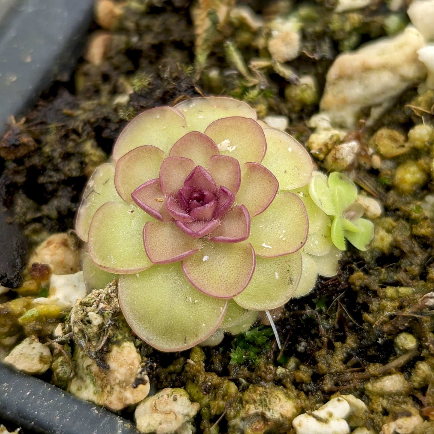 Pinguicula 'Hanka' Butterwort