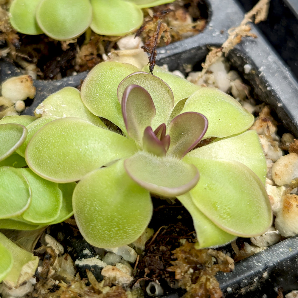 Pinguicula 'Hanka' Butterwort