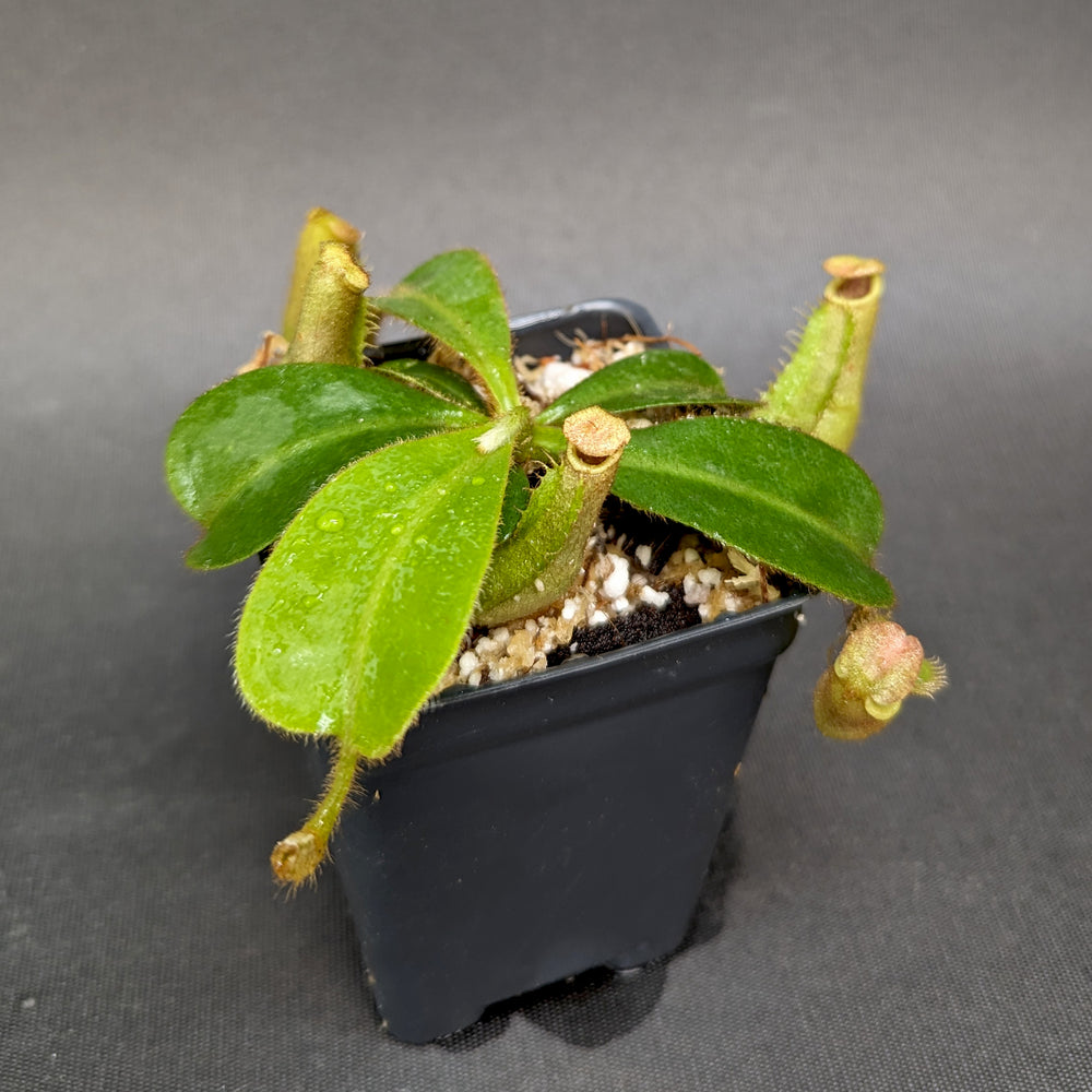 
                      
                        Nepenthes veitchii ((k) x Pink Candy Cane), CAR-0253
                      
                    