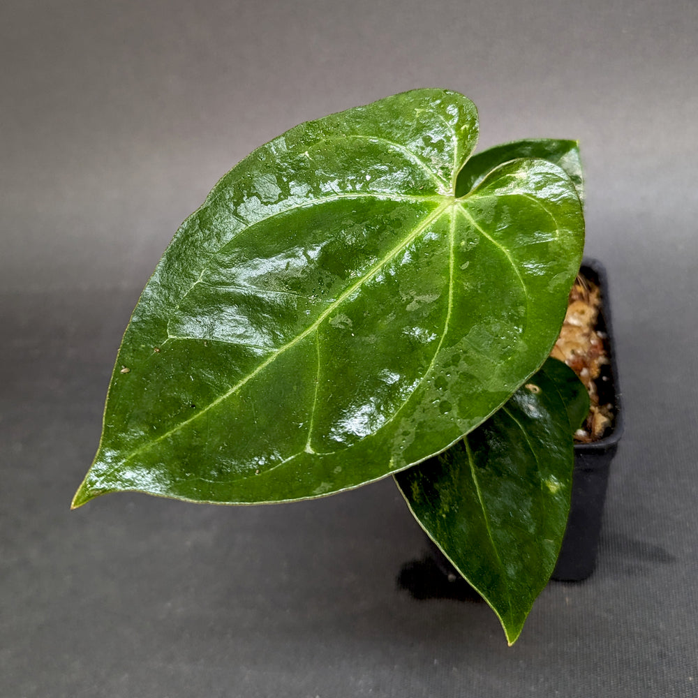 
                      
                        Anthurium (crystallinum x forgetii) x Indo Hoffmannii, CAR-0358
                      
                    