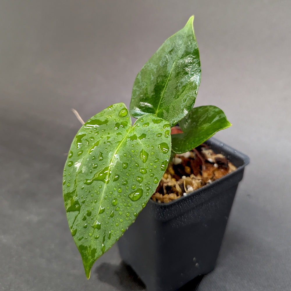 
                      
                        Anthurium (crystallinum x forgetii) x Indo Hoffmannii, CAR-0358
                      
                    