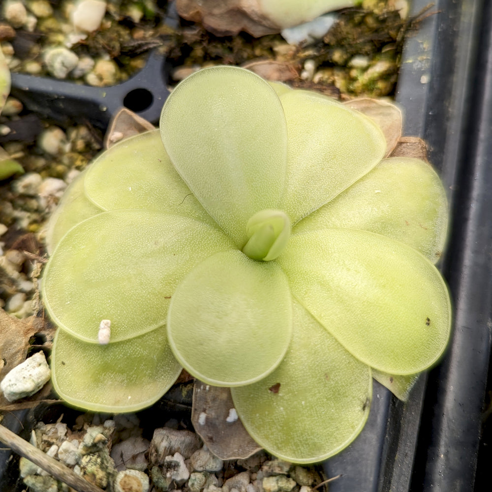 
                      
                        Pinguicula ibarrae butterwort, Butterwort, carnivorous plant, gnat eating plant, beginner plant, fungus gnat eating plant, easy to grow, ping, Mexican butterwort, ping plant.
                      
                    