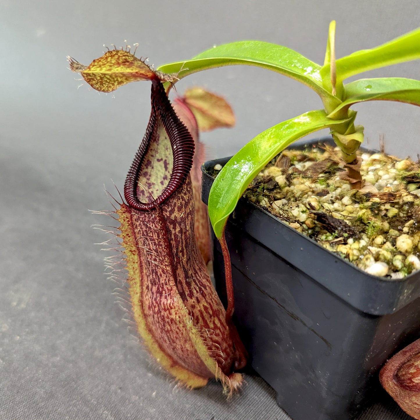 Nepenthes spathulata x hamata, BE-3843