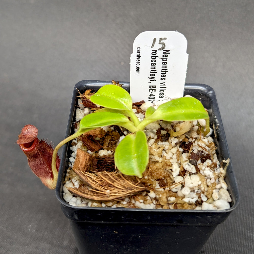 
                      
                        Nepenthes villosa x robcantleyi - Exact Plant
                      
                    