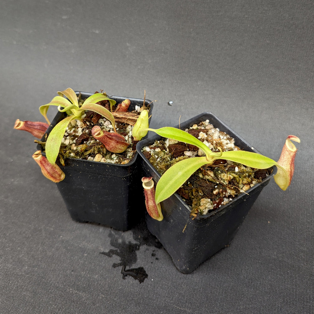 
                      
                        Nepenthes "Moira", CAR-0360, pitcher plant, carnivorous plant, collectors plant, large pitchers, rare plants
                      
                    