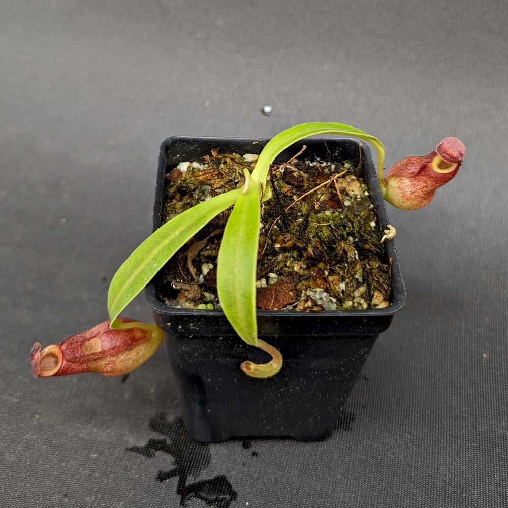 
                      
                        Nepenthes "Moira", CAR-0360, pitcher plant, carnivorous plant, collectors plant, large pitchers, rare plants
                      
                    