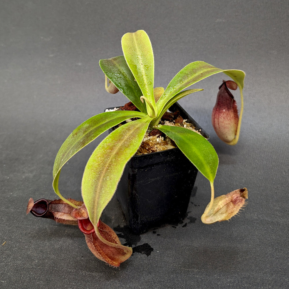 
                      
                        Nepenthes "Moira", CAR-0360, pitcher plant, carnivorous plant, collectors plant, large pitchers, rare plants
                      
                    