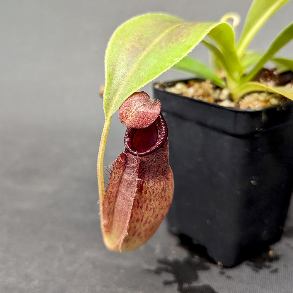 
                      
                        Nepenthes "Moira", CAR-0360, pitcher plant, carnivorous plant, collectors plant, large pitchers, rare plants
                      
                    