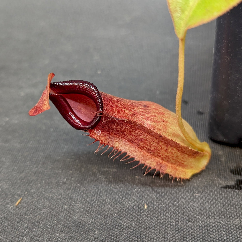 
                      
                        Nepenthes "Moira", CAR-0360, pitcher plant, carnivorous plant, collectors plant, large pitchers, rare plants
                      
                    