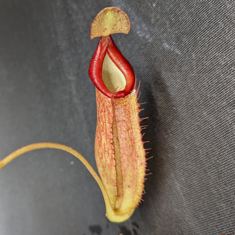 
                      
                        Nepenthes "Moira", CAR-0360, pitcher plant, carnivorous plant, collectors plant, large pitchers, rare plants
                      
                    