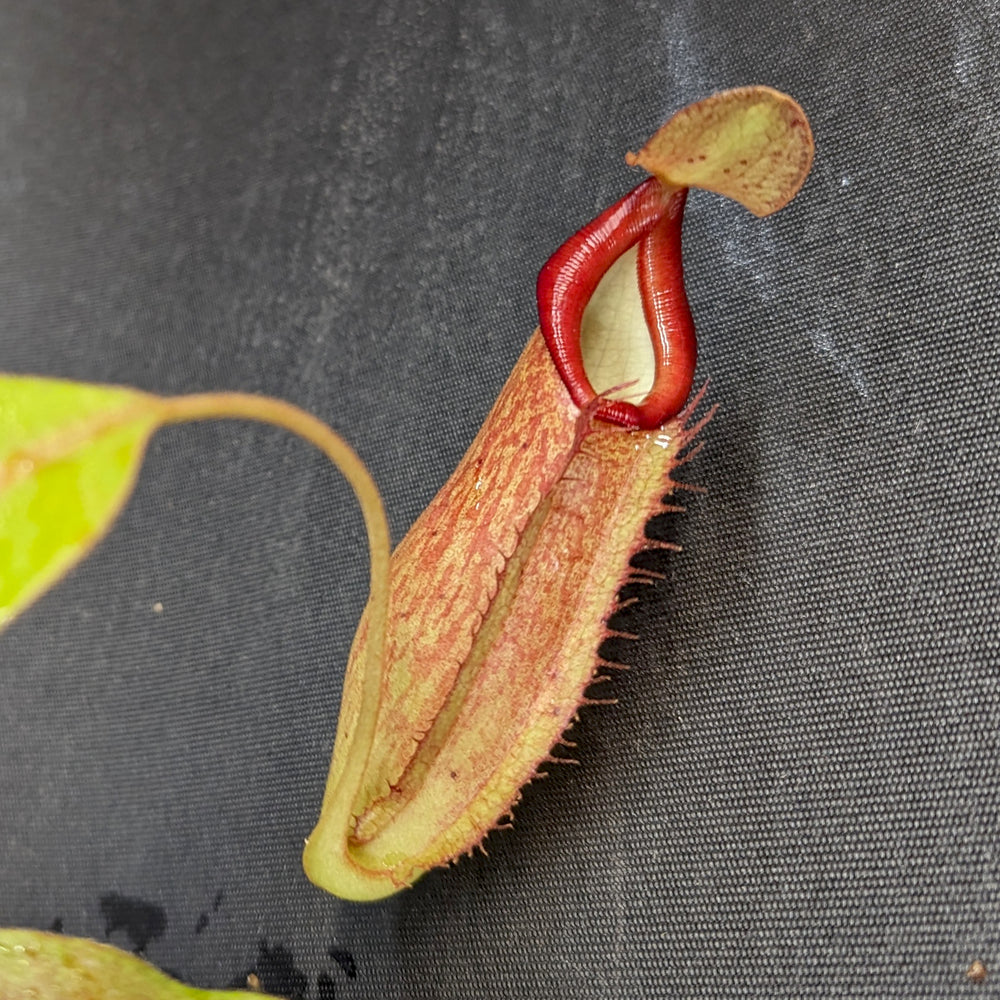 
                      
                        Nepenthes "Moira", CAR-0360, pitcher plant, carnivorous plant, collectors plant, large pitchers, rare plants
                      
                    