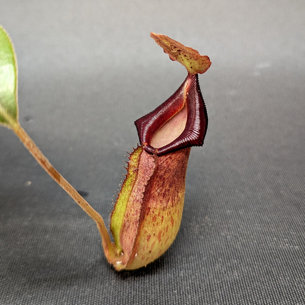 
                      
                        Nepenthes "Moira", CAR-0360, pitcher plant, carnivorous plant, collectors plant, large pitchers, rare plants
                      
                    