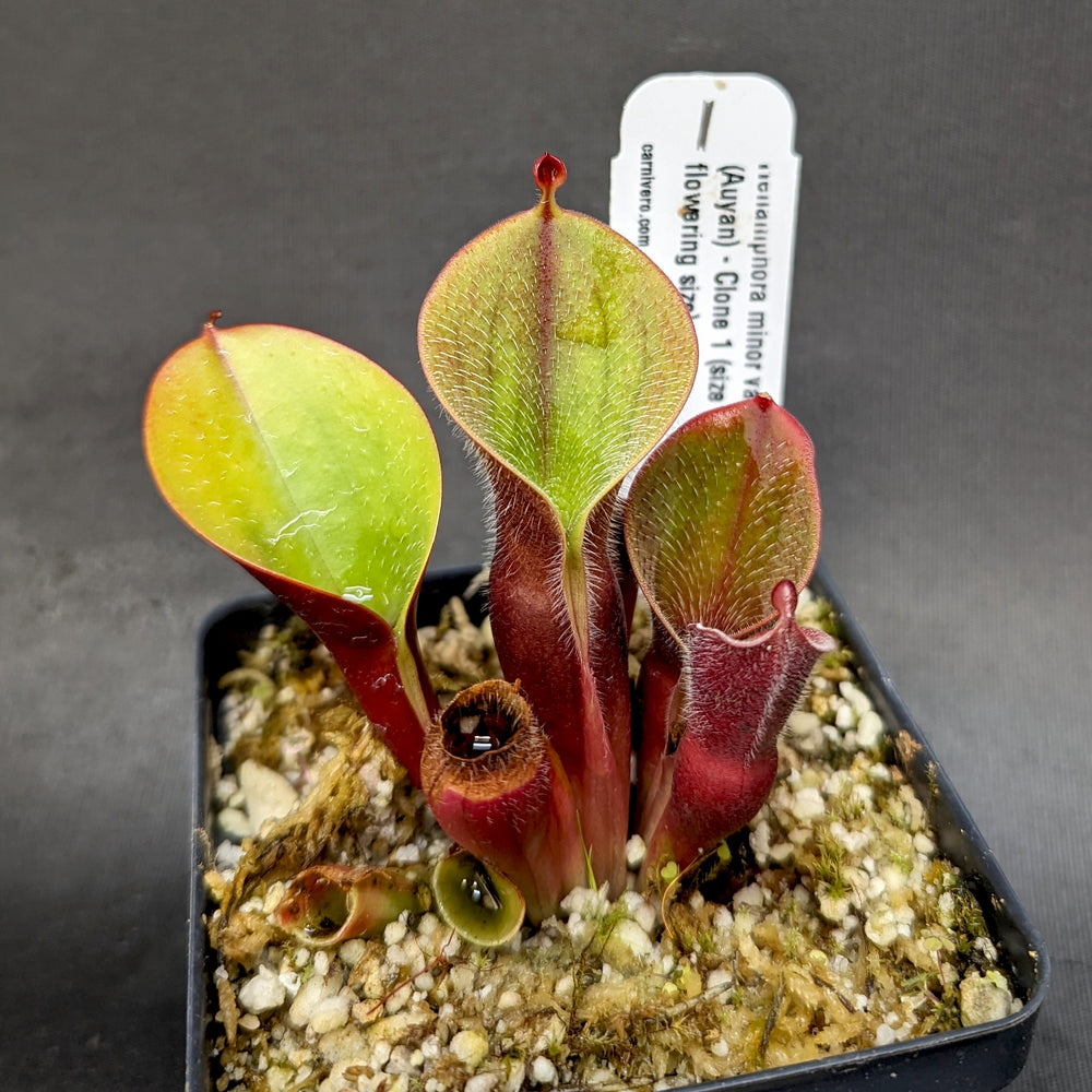 
                      
                        Heliamphora minor var pilosa (Auyan)
                      
                    