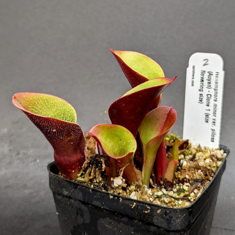 
                      
                        Heliamphora minor var pilosa (Auyan)
                      
                    