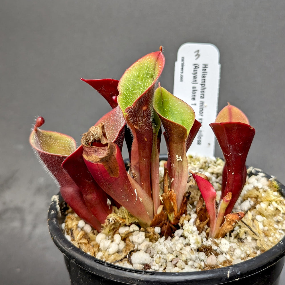 
                      
                        Heliamphora minor var pilosa (Auyan)
                      
                    