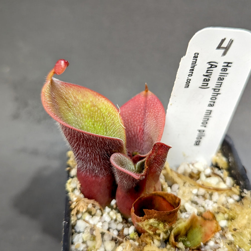 
                      
                        Heliamphora minor var pilosa (Auyan)
                      
                    