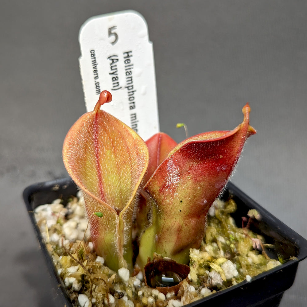 
                      
                        Heliamphora minor var pilosa (Auyan)
                      
                    