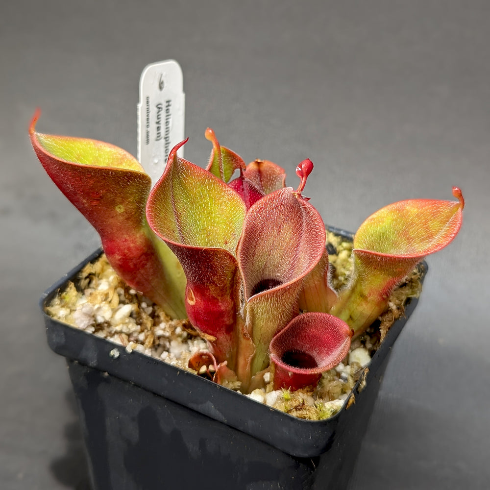 
                      
                        Heliamphora minor var pilosa (Auyan)
                      
                    