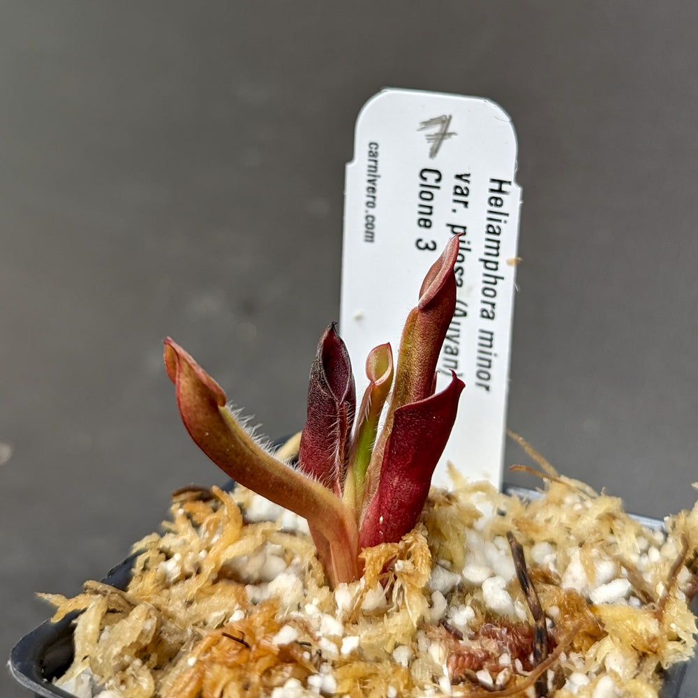 
                      
                        Heliamphora minor var pilosa (Auyan)
                      
                    