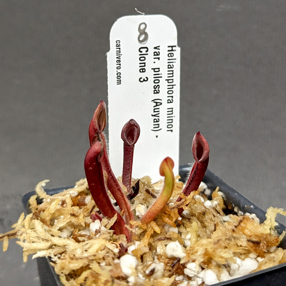 
                      
                        Heliamphora minor var pilosa (Auyan)
                      
                    