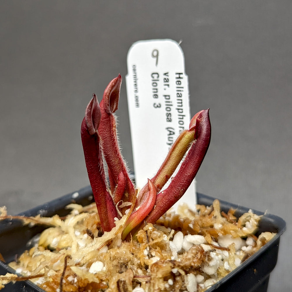 
                      
                        Heliamphora minor var pilosa (Auyan)
                      
                    