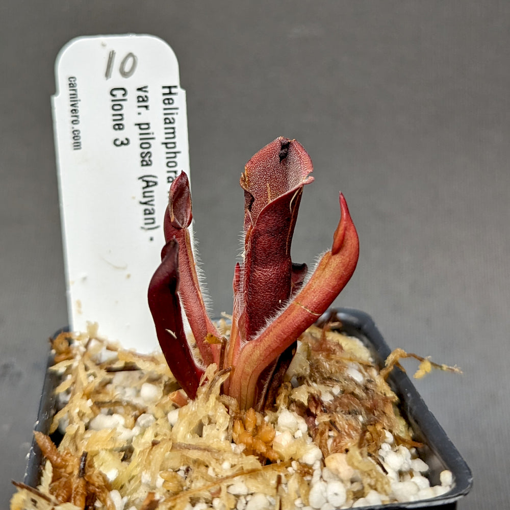 
                      
                        Heliamphora minor var pilosa (Auyan)
                      
                    