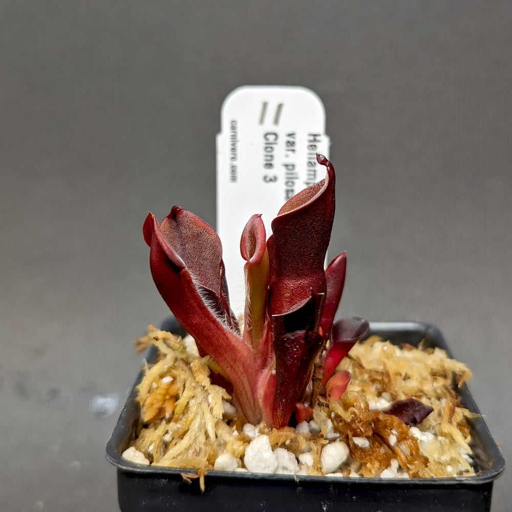 
                      
                        Heliamphora minor var pilosa (Auyan)
                      
                    