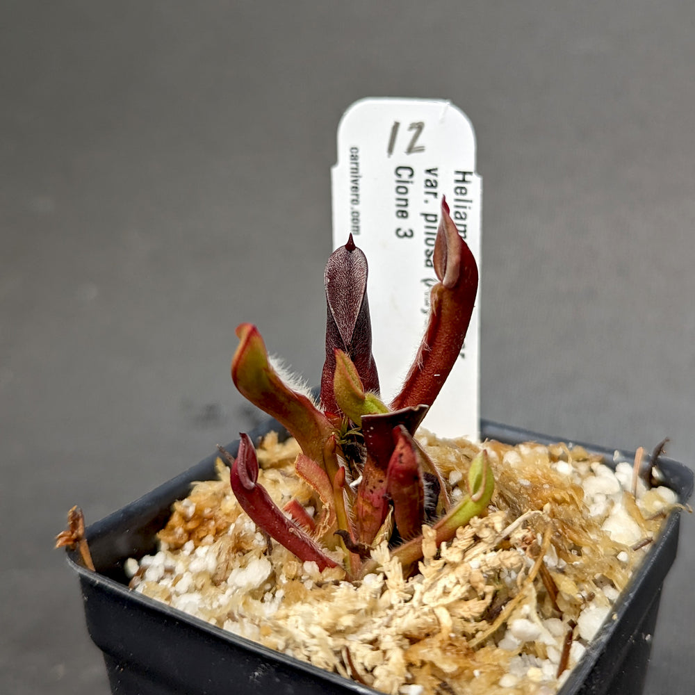 
                      
                        Heliamphora minor var pilosa (Auyan)
                      
                    