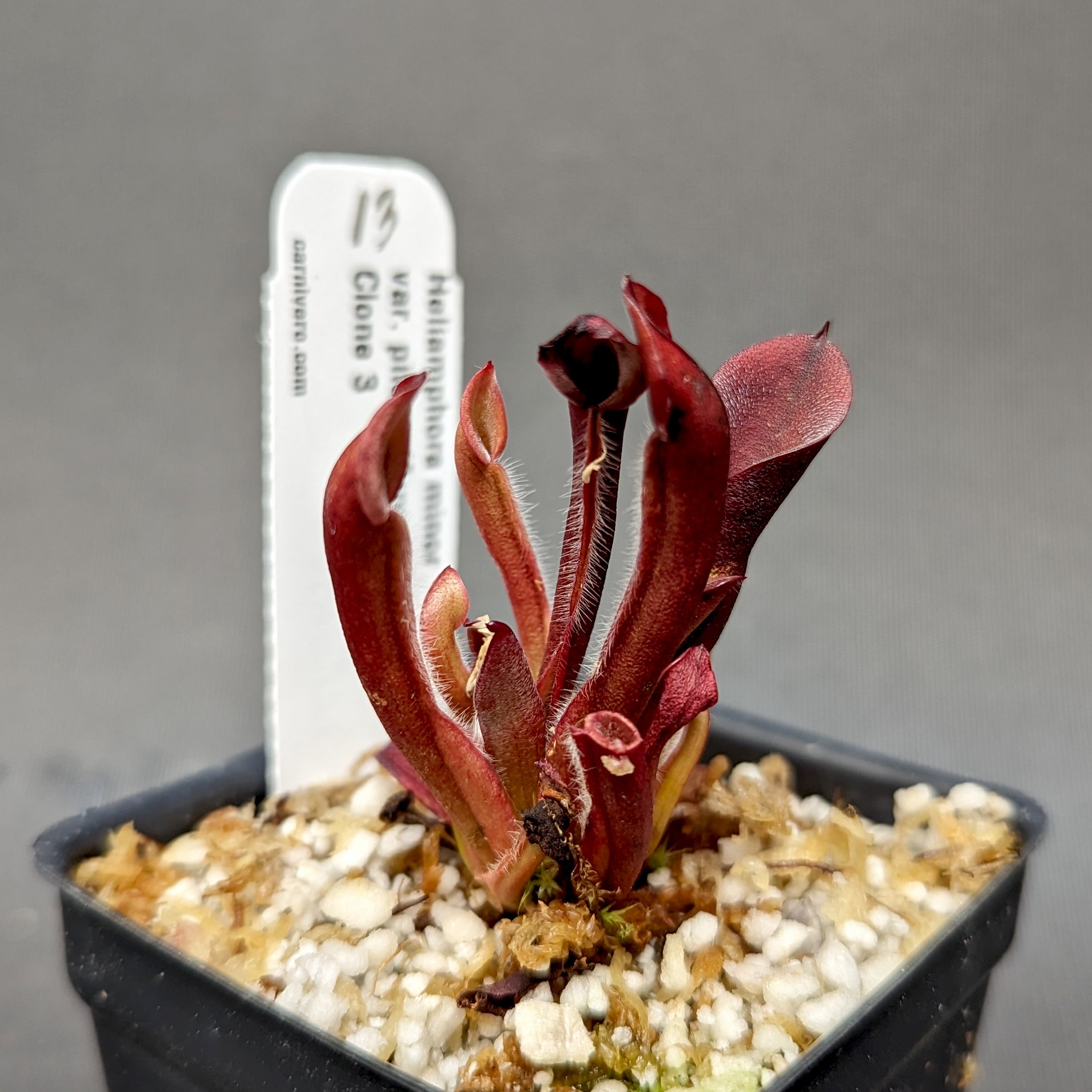 Heliamphora minor var pilosa (Auyan) – Carnivero