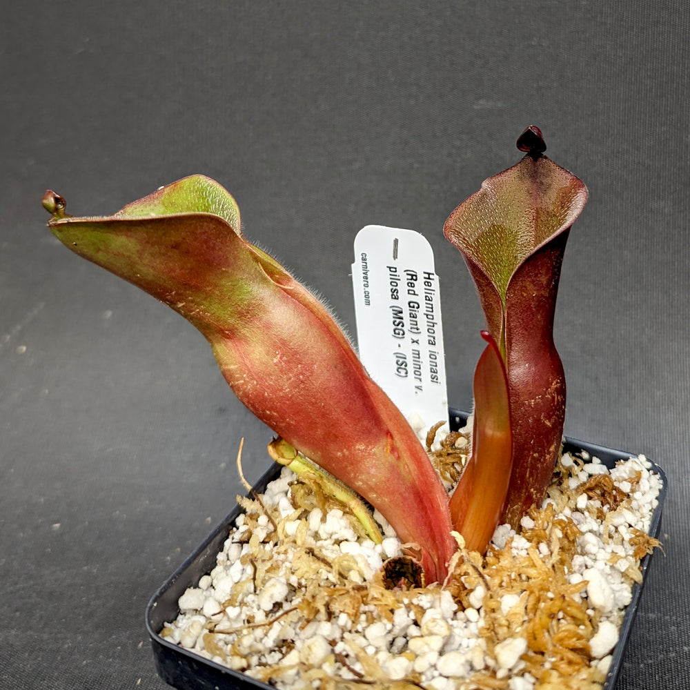 
                      
                        Heliamphora ionasi (Red Giant) x minor v. pilosa (MSG)
                      
                    