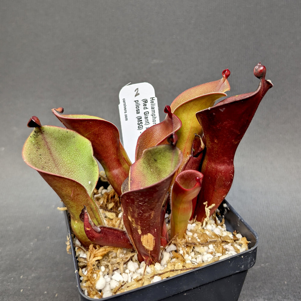 
                      
                        Heliamphora ionasi (Red Giant) x minor v. pilosa (MSG)
                      
                    