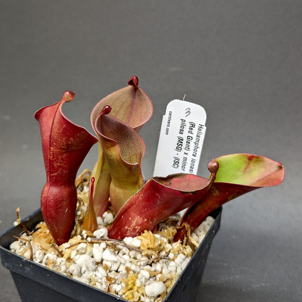 
                      
                        Heliamphora ionasi (Red Giant) x minor v. pilosa (MSG)
                      
                    