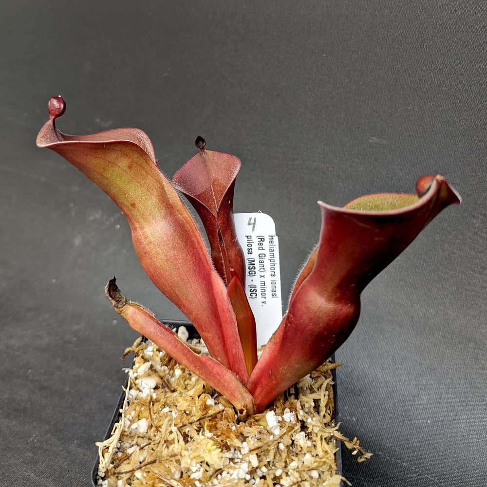 
                      
                        Heliamphora ionasi (Red Giant) x minor v. pilosa (MSG)
                      
                    