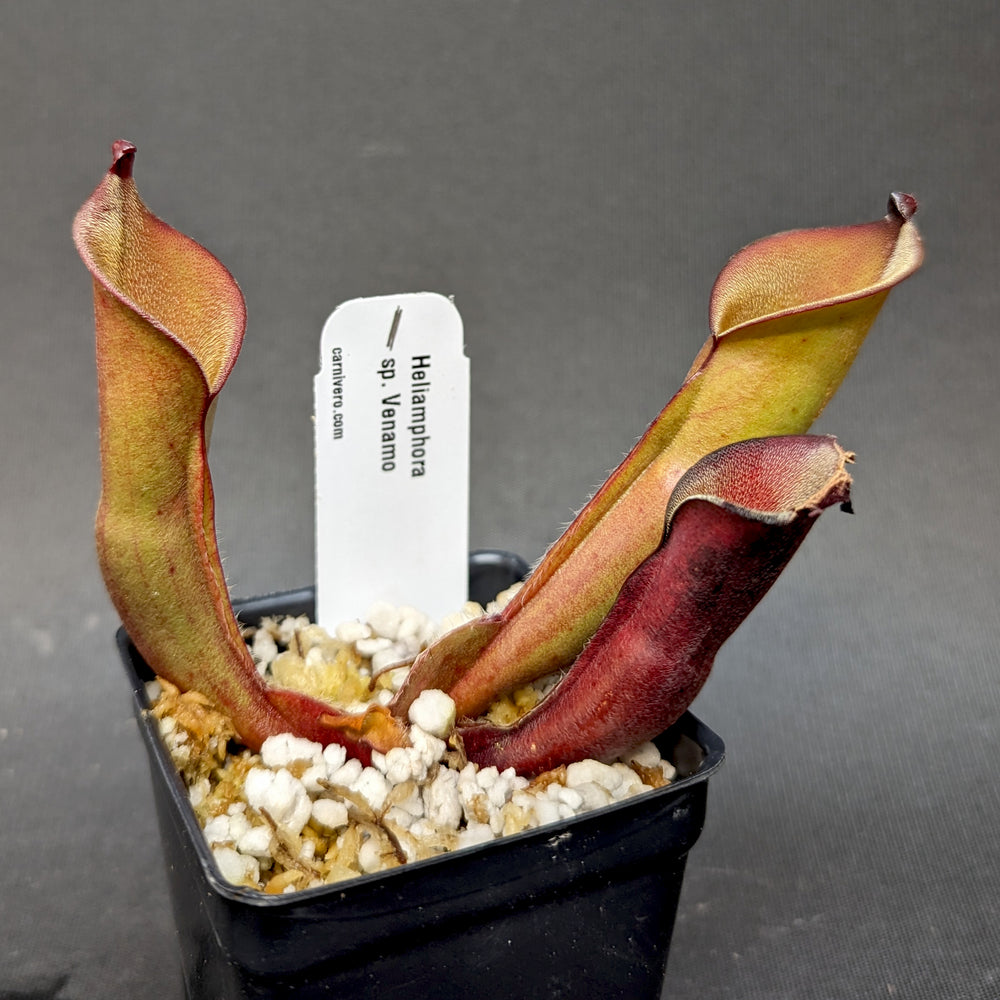 
                      
                        Heliamphora sp. Venamo - Exact Plant
                      
                    