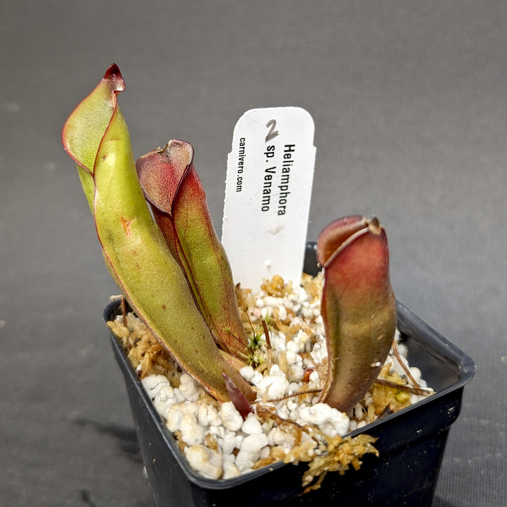 
                      
                        Heliamphora sp. Venamo - Exact Plant
                      
                    