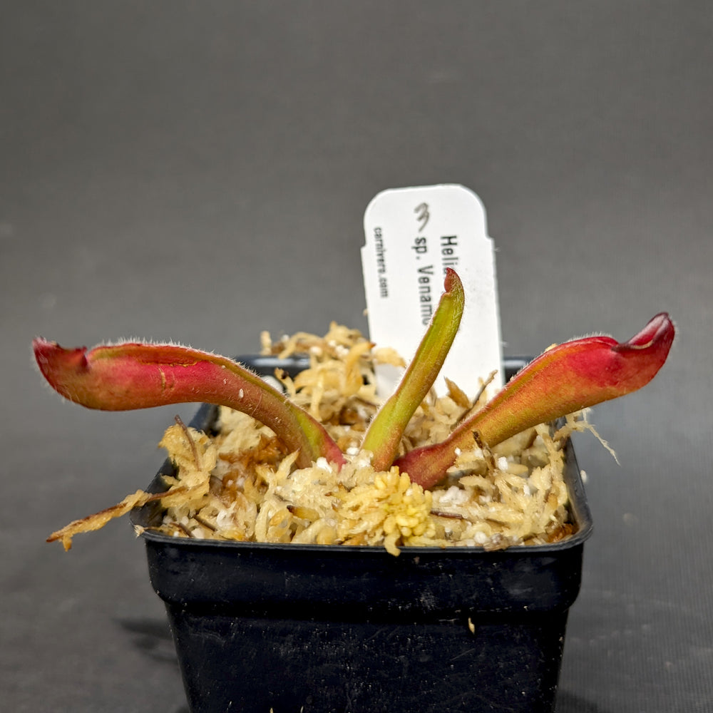 
                      
                        Heliamphora sp. Venamo - Exact Plant
                      
                    