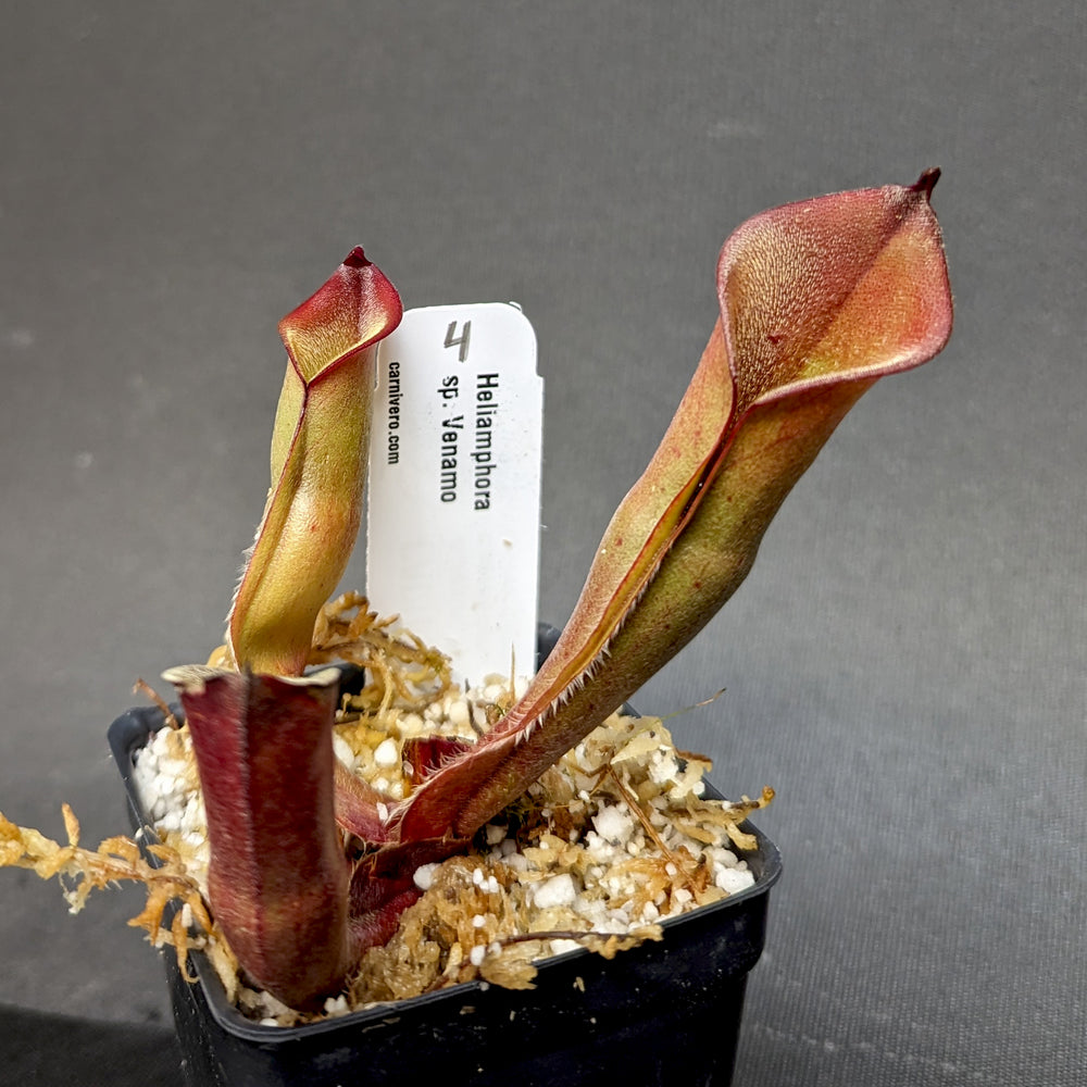 
                      
                        Heliamphora sp. Venamo - Exact Plant
                      
                    