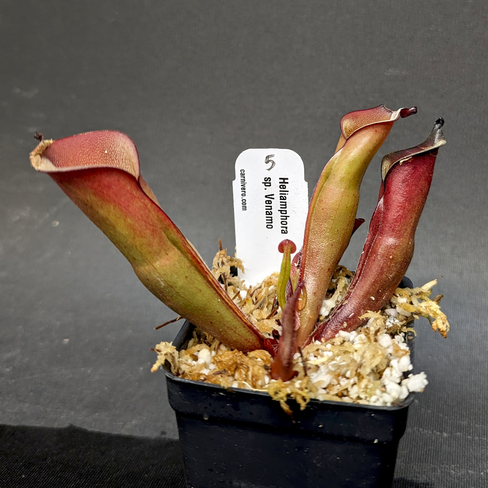 
                      
                        Heliamphora sp. Venamo - Exact Plant
                      
                    