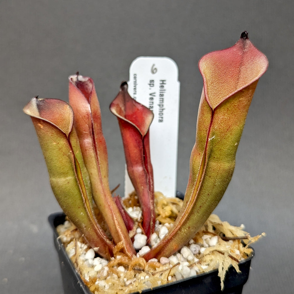 
                      
                        Heliamphora sp. Venamo - Exact Plant
                      
                    