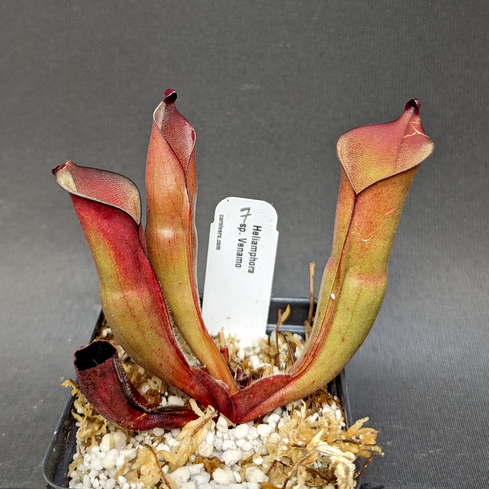 
                      
                        Heliamphora sp. Venamo - Exact Plant
                      
                    