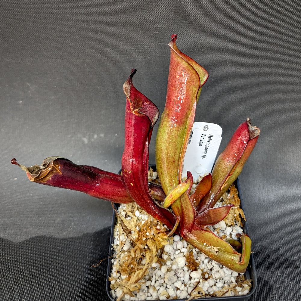 
                      
                        Heliamphora sp. Venamo - Exact Plant
                      
                    