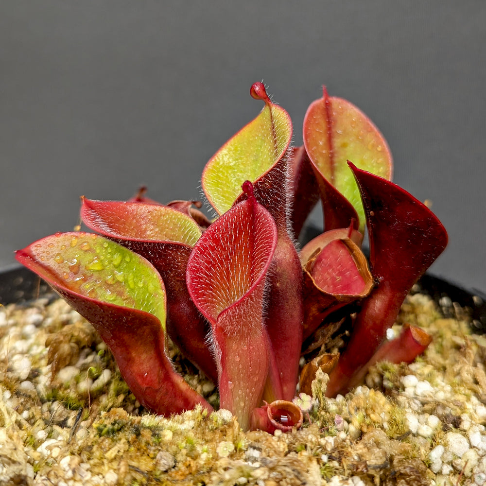 
                      
                        Heliamphora minor var pilosa (Auyan)
                      
                    