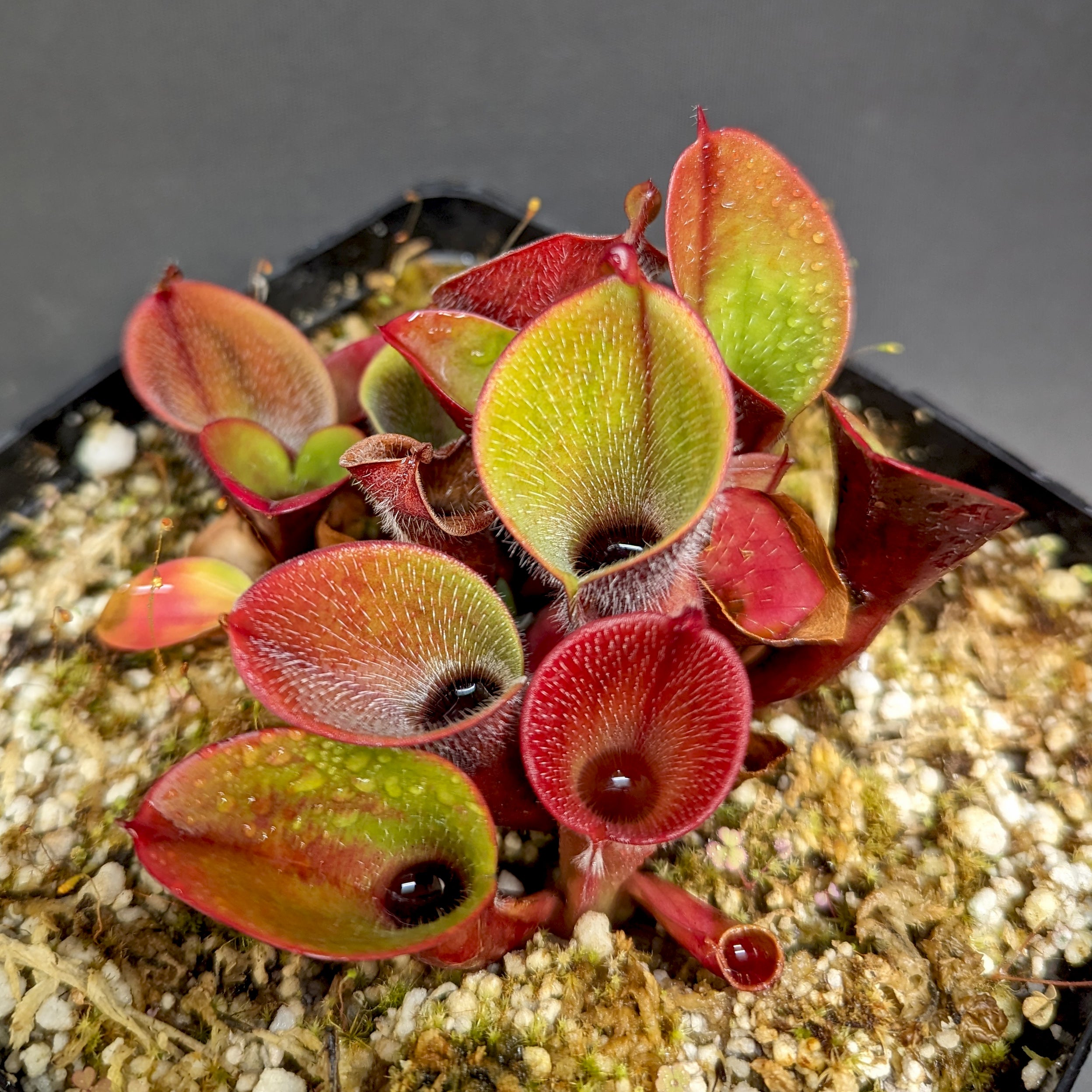 Heliamphora minor var pilosa (Auyan) – Carnivero