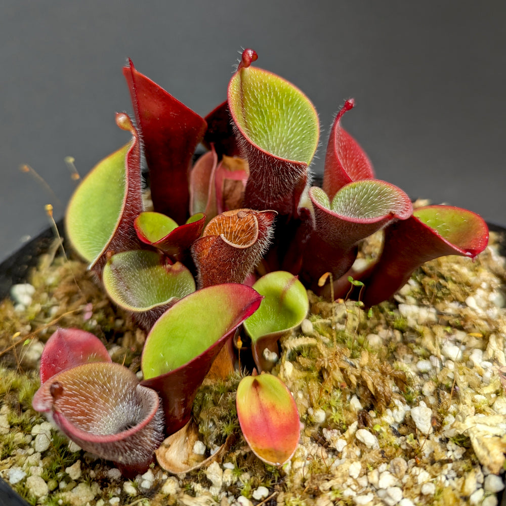 
                      
                        Heliamphora minor var pilosa (Auyan)
                      
                    