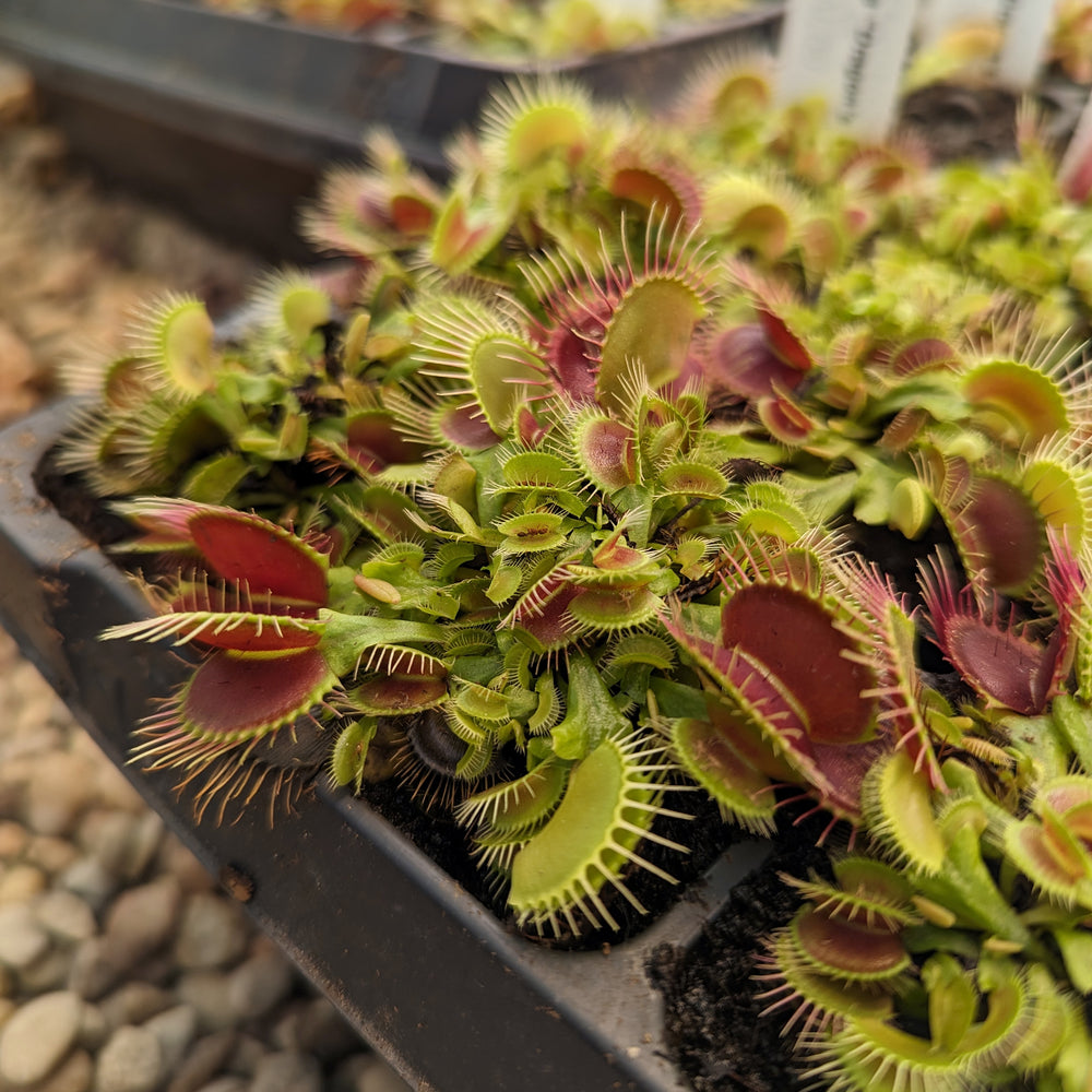 
                      
                        Venus Flytrap- Dionaea muscipula "Dragon's Breath"
                      
                    