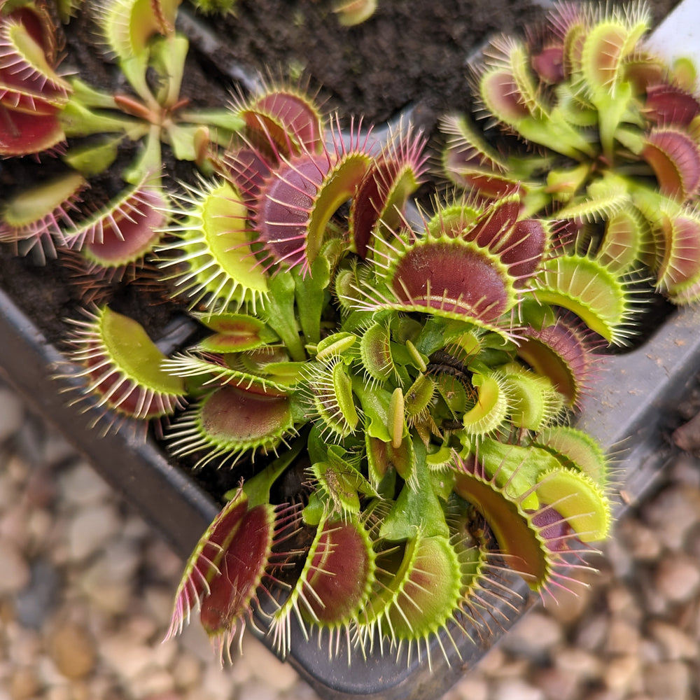 Venus Flytrap- Dionaea muscipula 