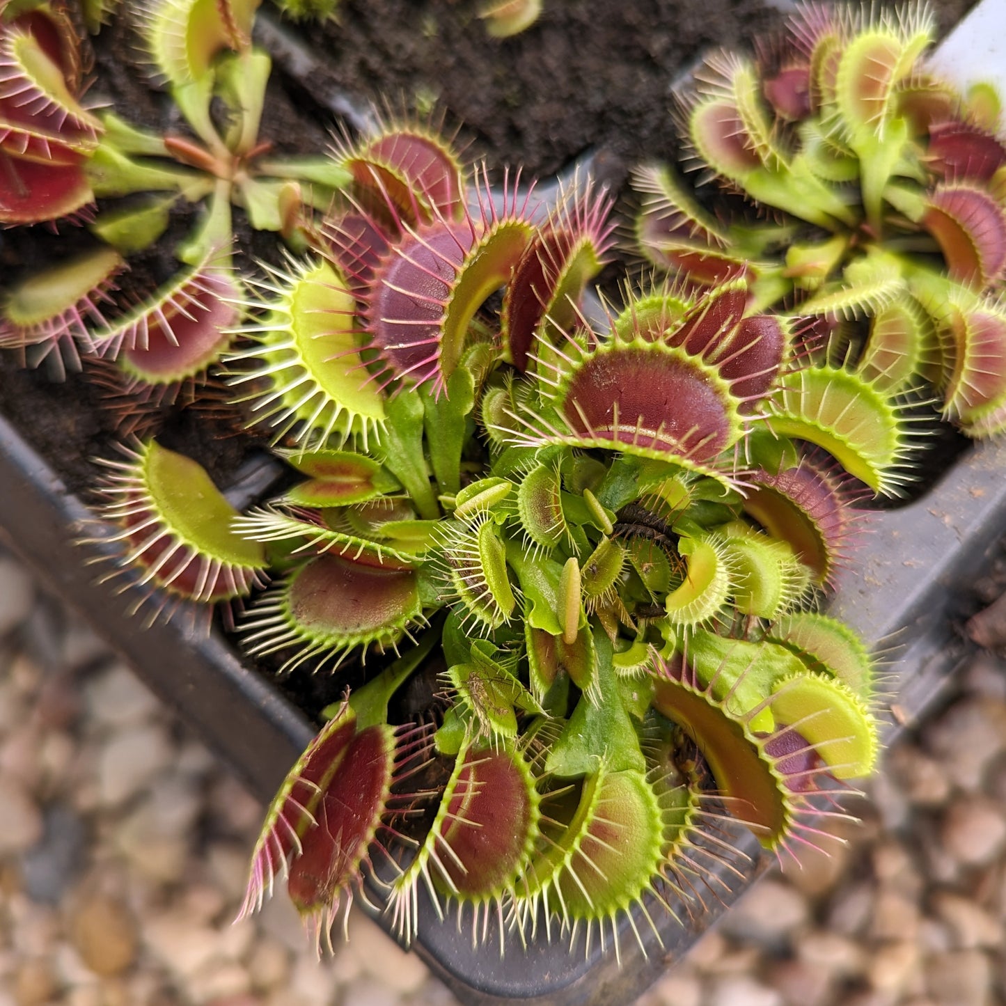 Venus Flytrap- Dionaea muscipula "Dragon's Breath"